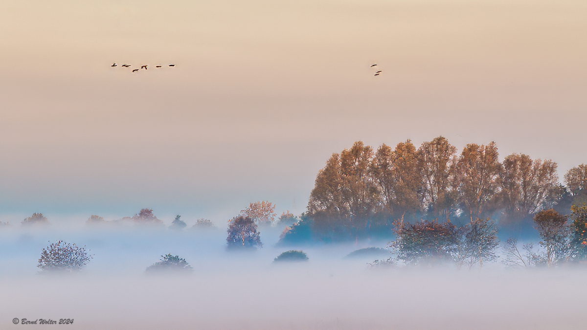 Bodennebel