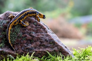 Feuersalamander
