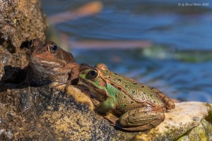 Iberischer Wasserfrosch