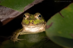 Iberischer Wasserfrosch 2