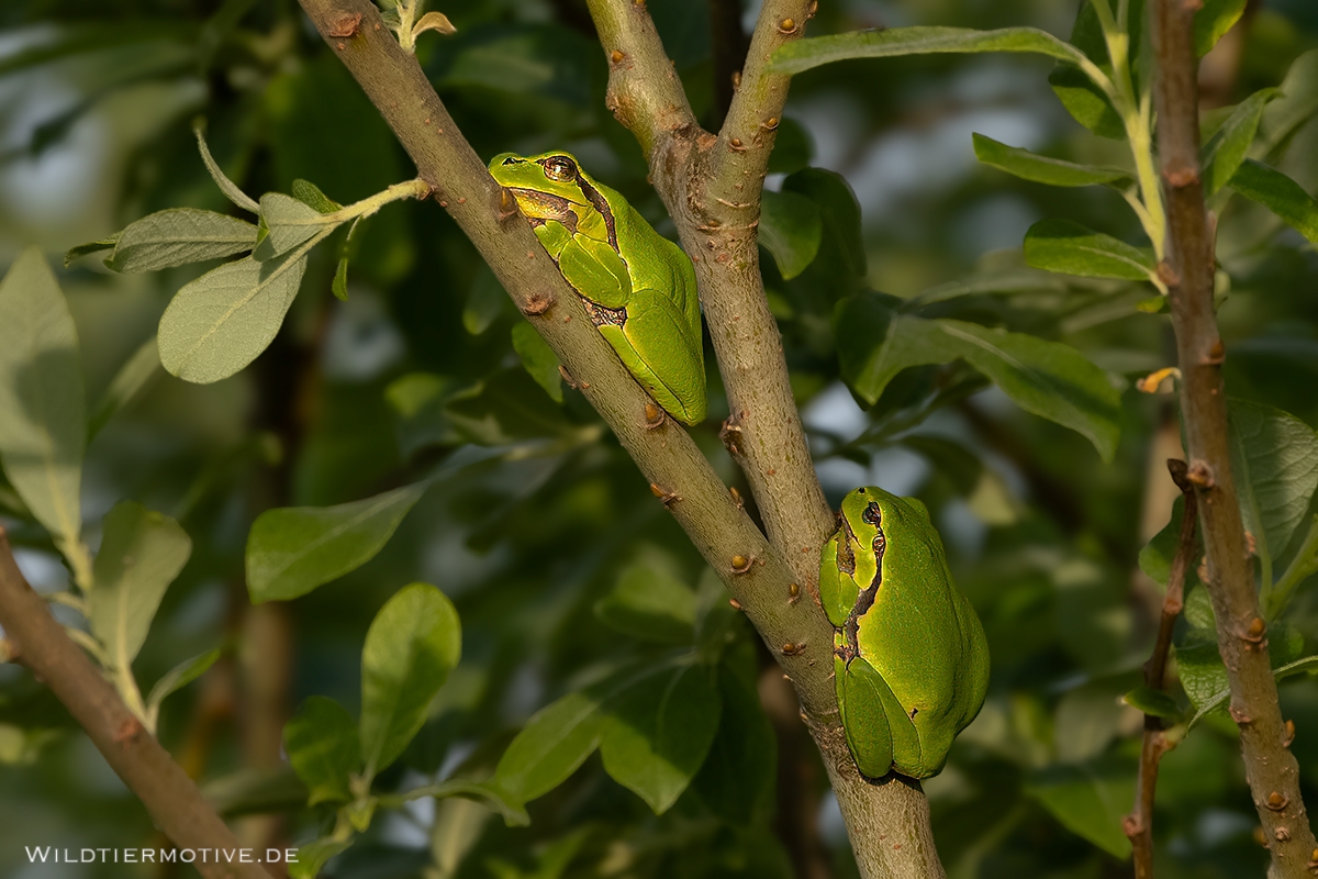 Laubfrosch 10