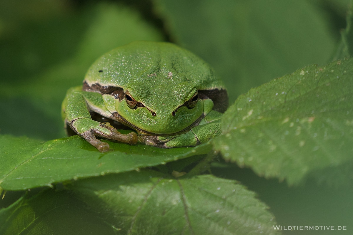 Laubfrosch 11