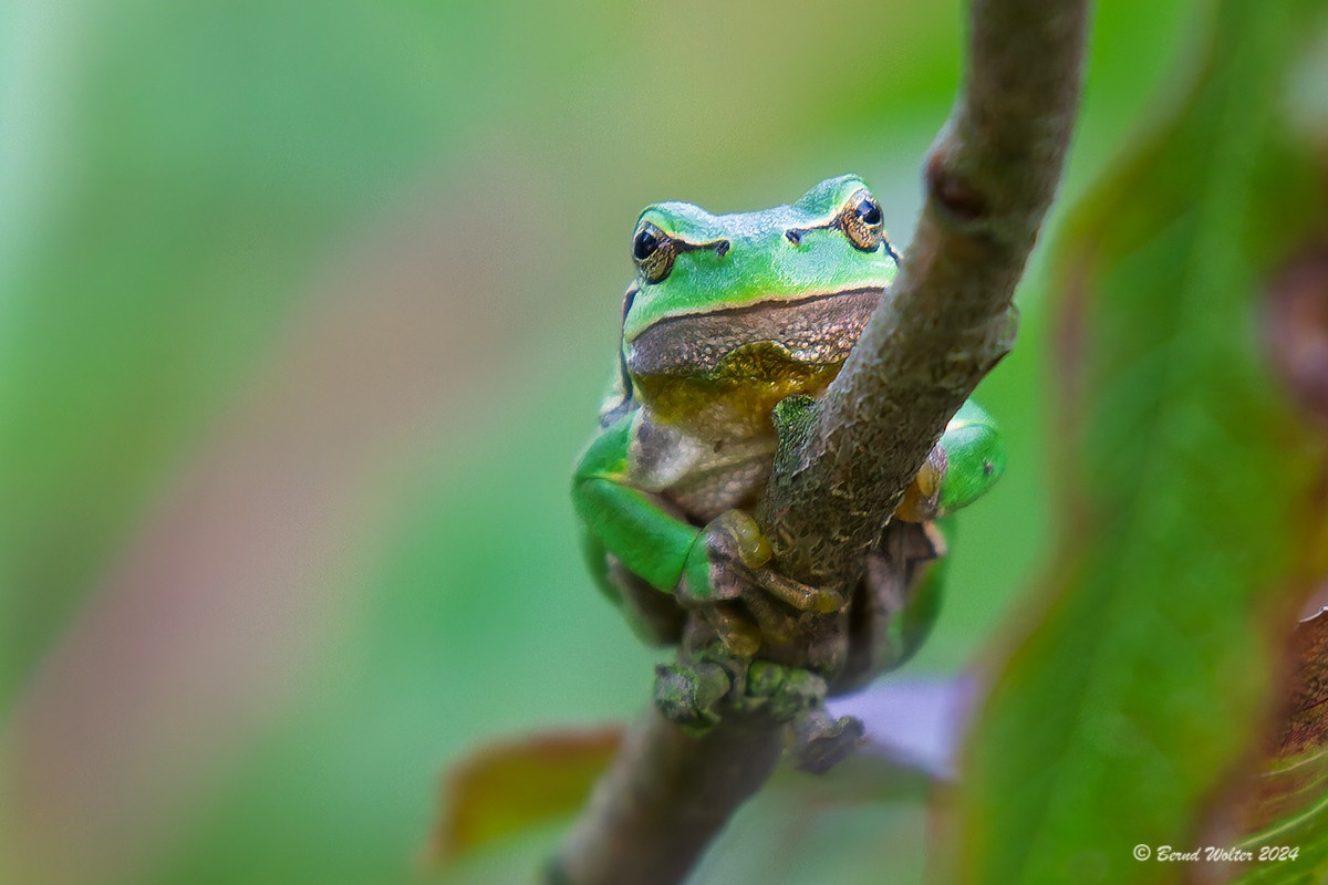 Laubfrosch 4