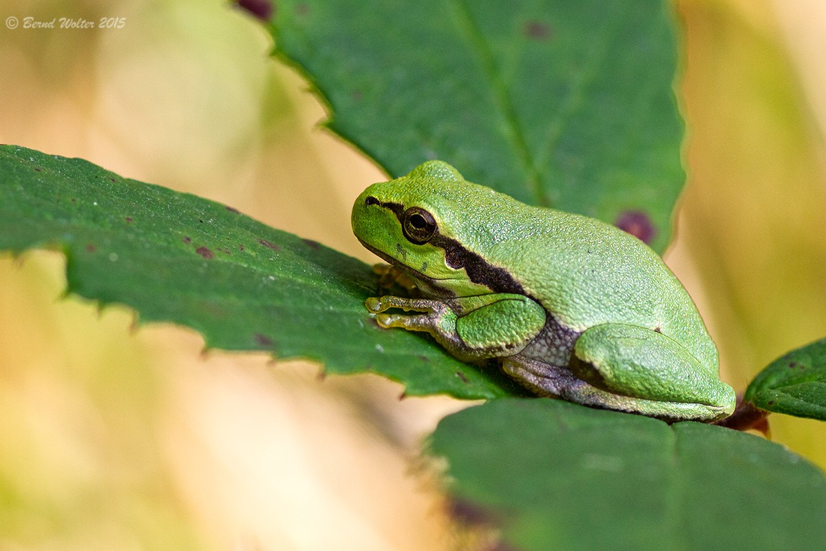Laubfrosch 5