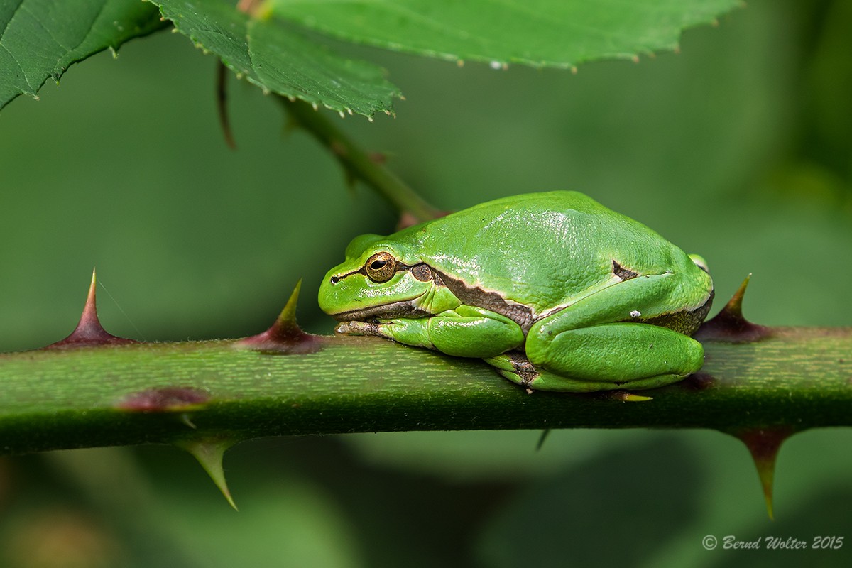 Laubfrosch 6