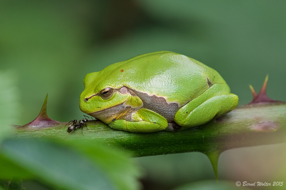 Laubfrosch 7