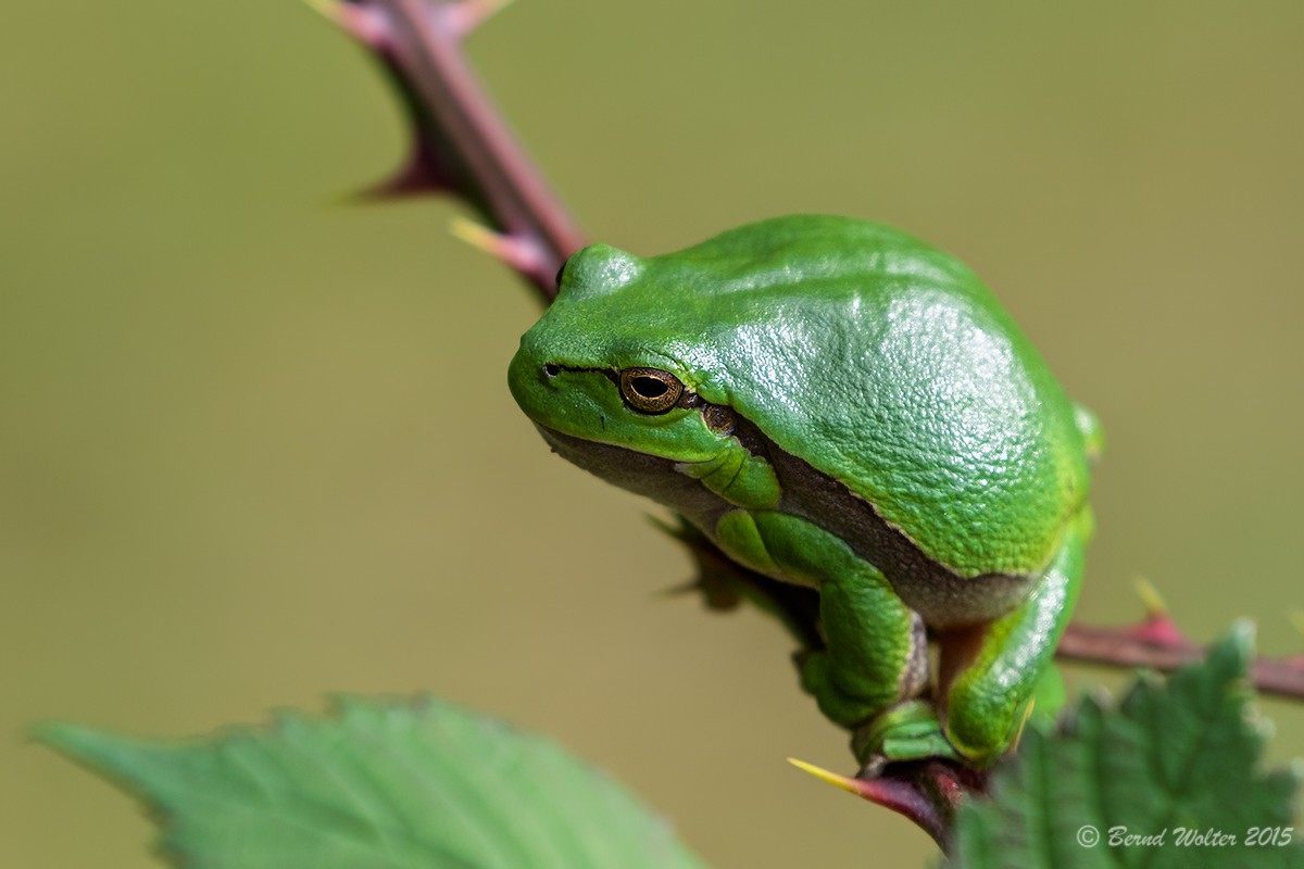 Laubfrosch 8