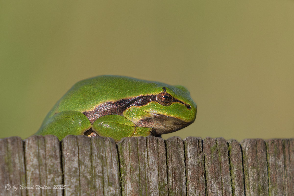 Laubfrosch 9