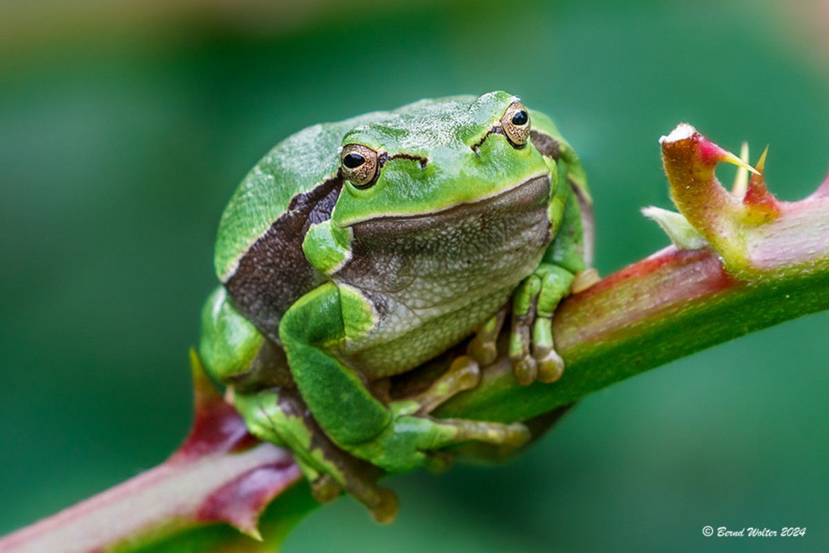 Laubfrosch 1