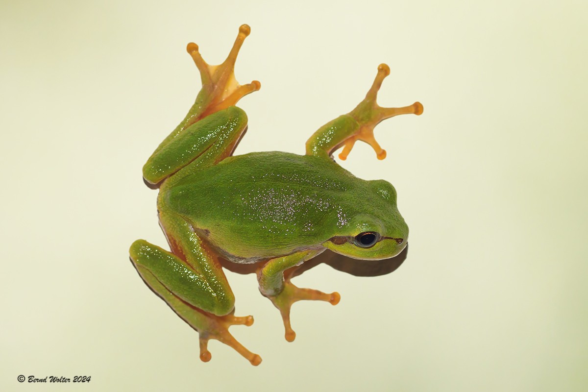 Laubfrosch 3