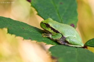 Laubfrosch 5