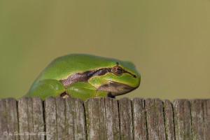 Laubfrosch 9