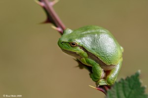 Laubfrosch 2