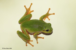 Laubfrosch 3