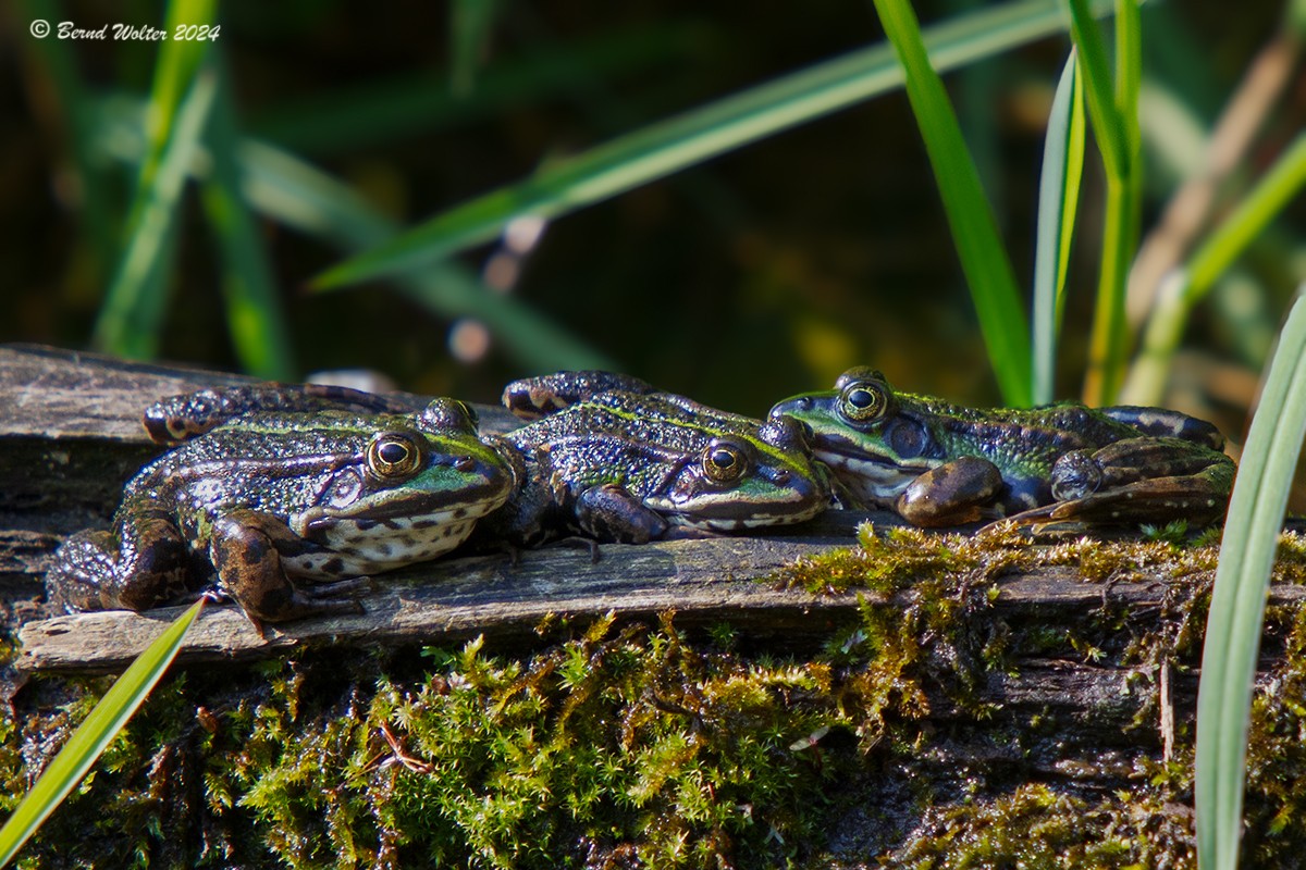Wasserfrosch 1