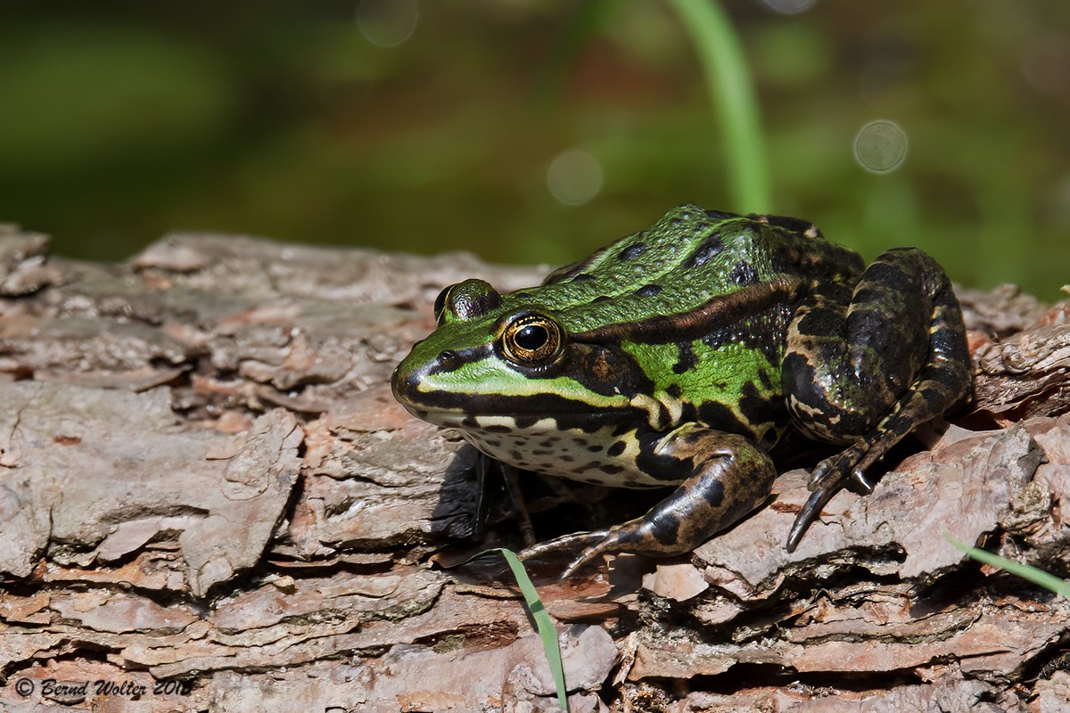 Wasserfrosch 2