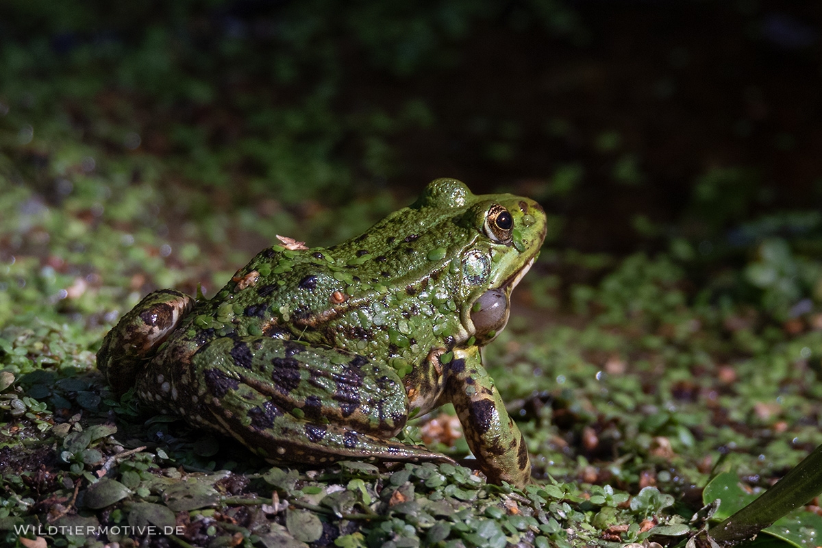Wasserfrosch 3
