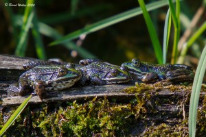 Wasserfrosch