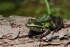 Wasserfrosch 2