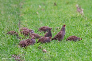 Hühnervögel