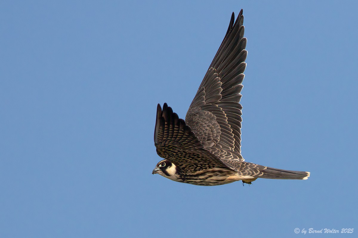Baumfalke 1