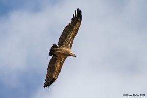 Gänsegeier