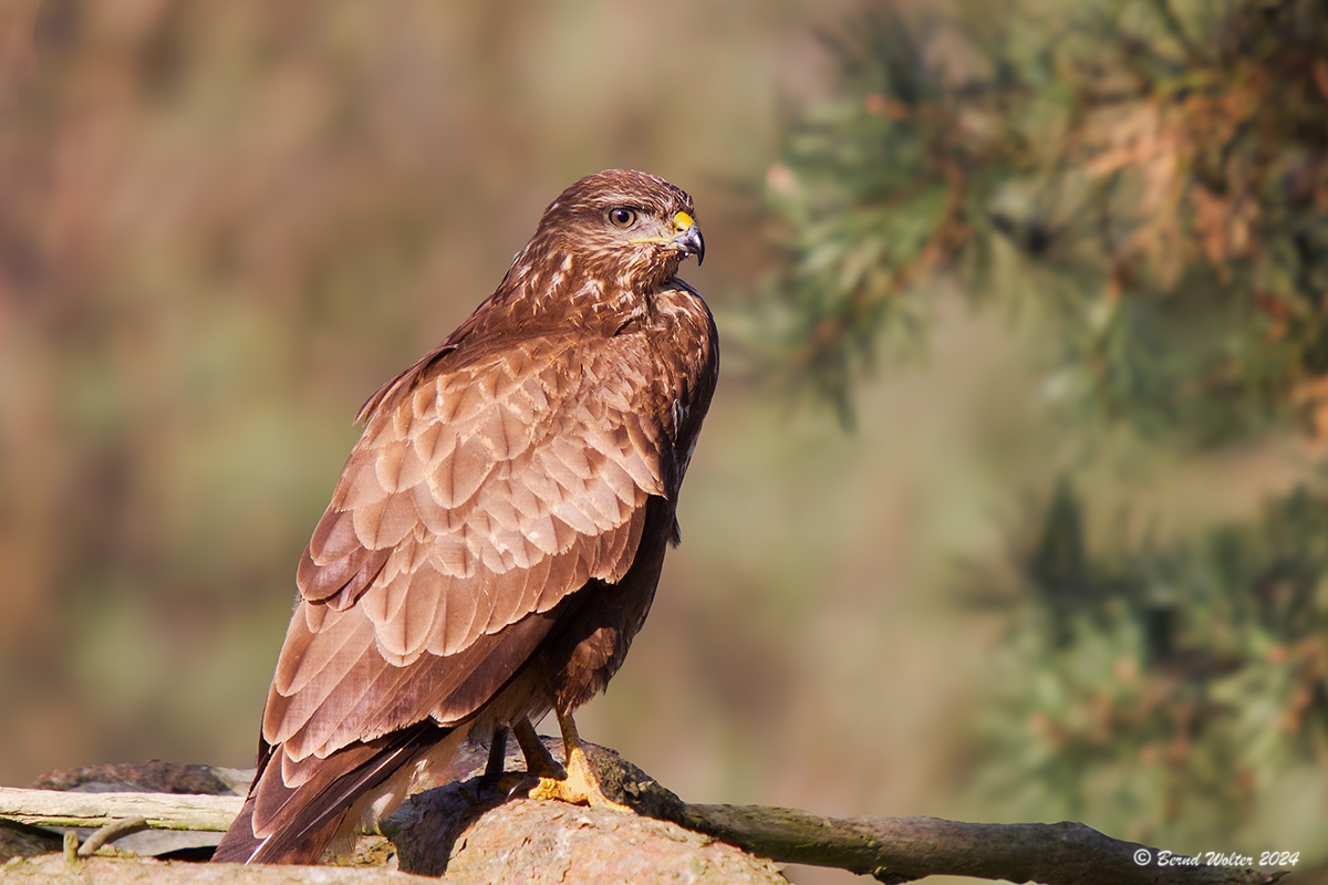 Mäusebussard 6