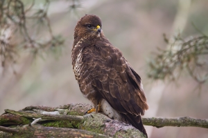 Mäusebussard 12