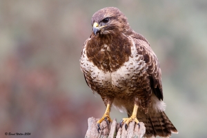 Mäusebussard-2
