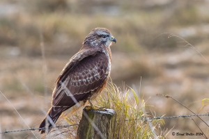 Mäusebussard-3