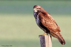 Greifvögel