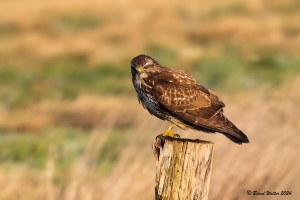 Mäusebussard-5