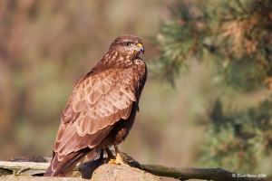 Mäusebussard 6
