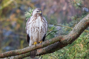 Mäusebussard 7