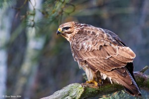 Mäusebussard 8