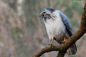Mäusebussard 9