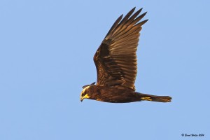 Rohrweihe 1
