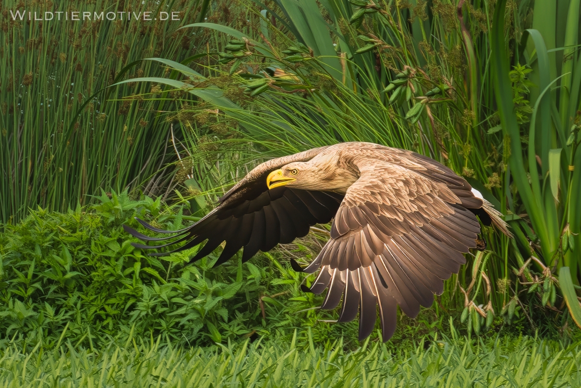 Seeadler-10