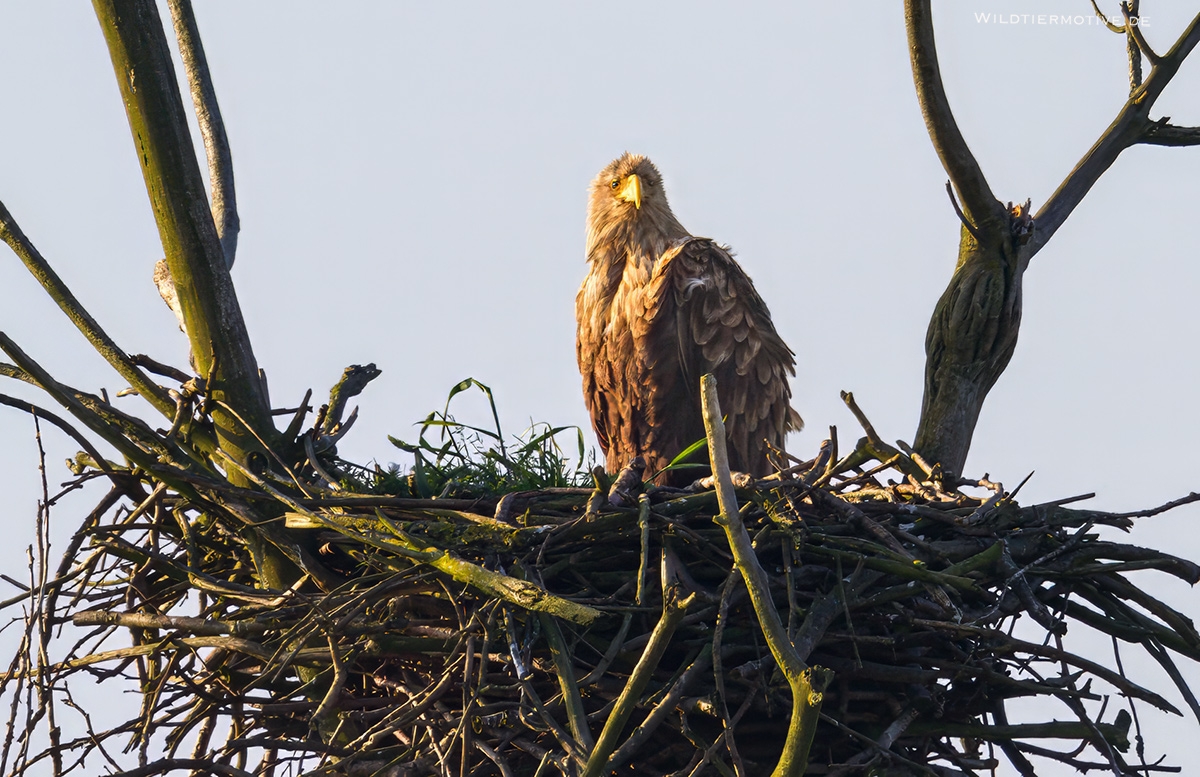 Seeadler 11