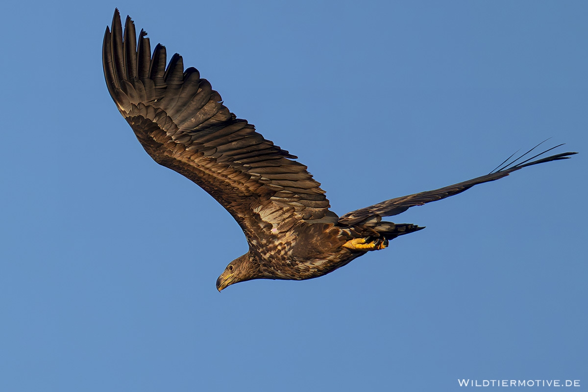 Seeadler 12