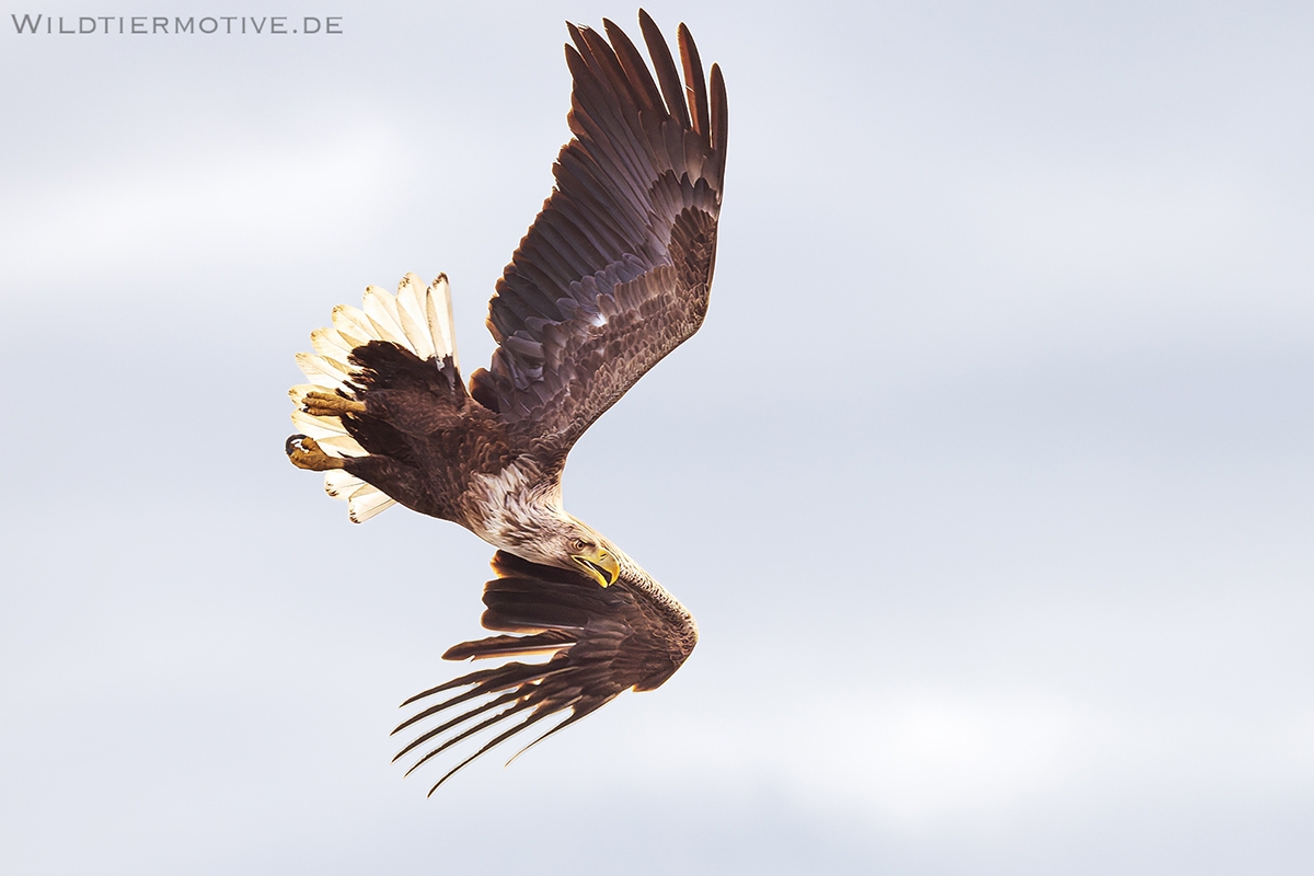 Seeadler 13