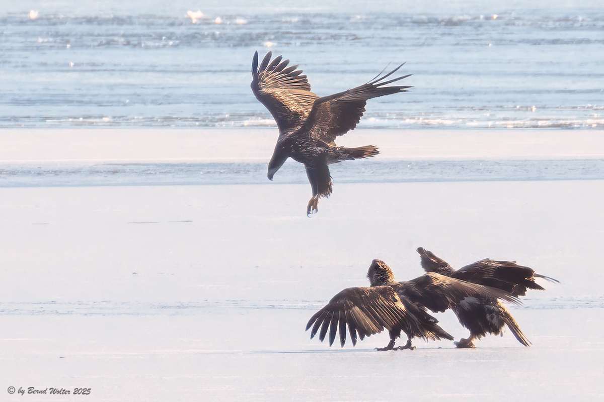 Seeadler 5