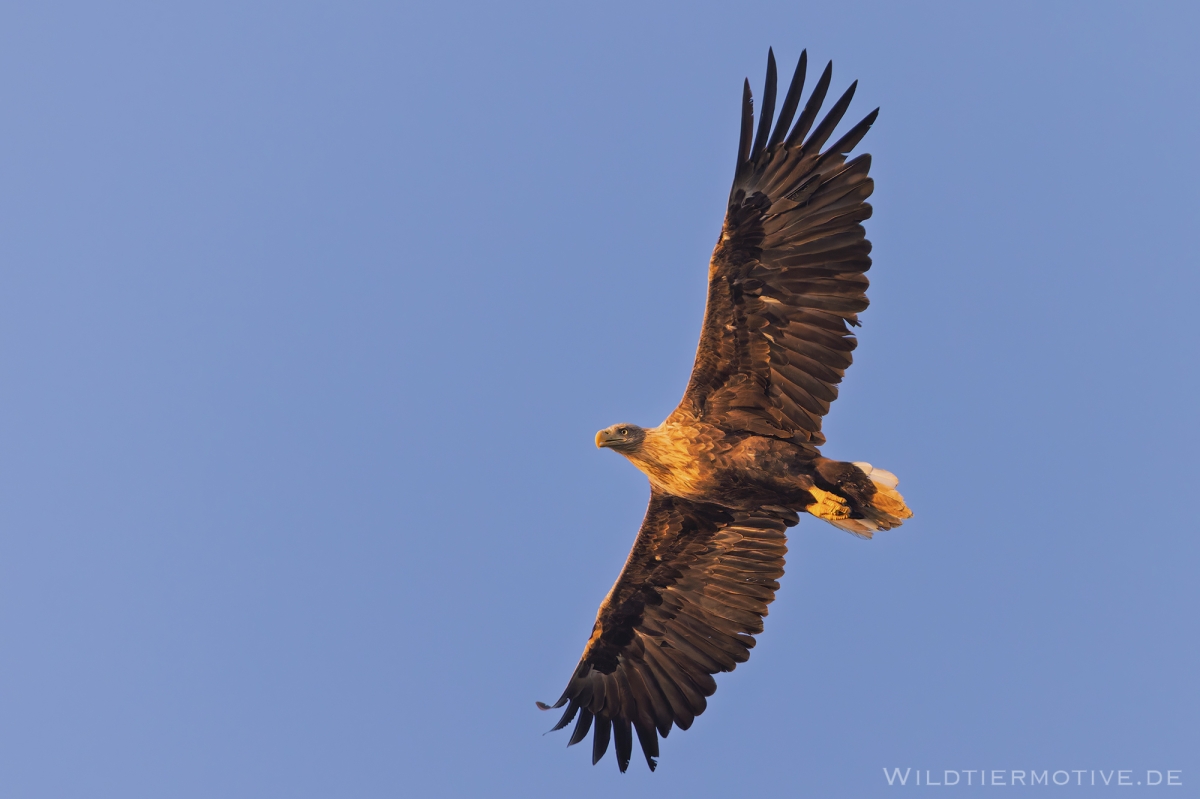 Seeadler 9
