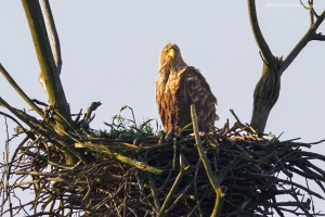 Seeadler 11