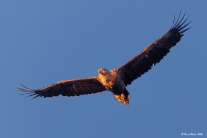 Seeadler 2