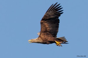 Seeadler