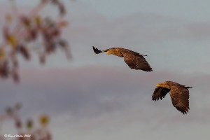 Seeadler 4