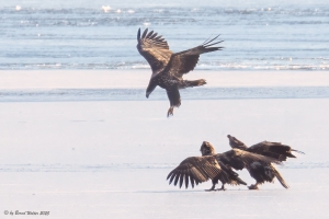 Seeadler 5