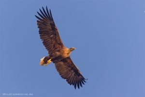 Seeadler 8
