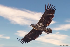 Seeadler-1